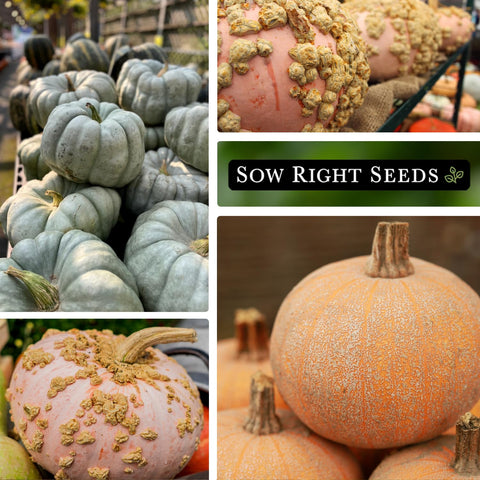 Sow Right Seeds Winter Luxury pumpkin seeds ideal for fall displays.