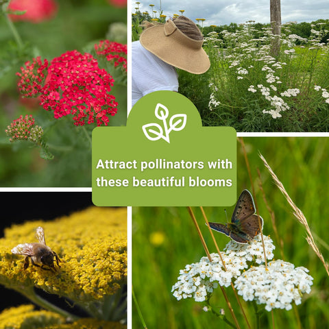 Sow Right Seeds yarrow flowers close-up reveals dense bloom clusters for borders