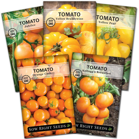 Sow Right Seeds Yellow Brandywine tomato seed for juicy homegrown harvests