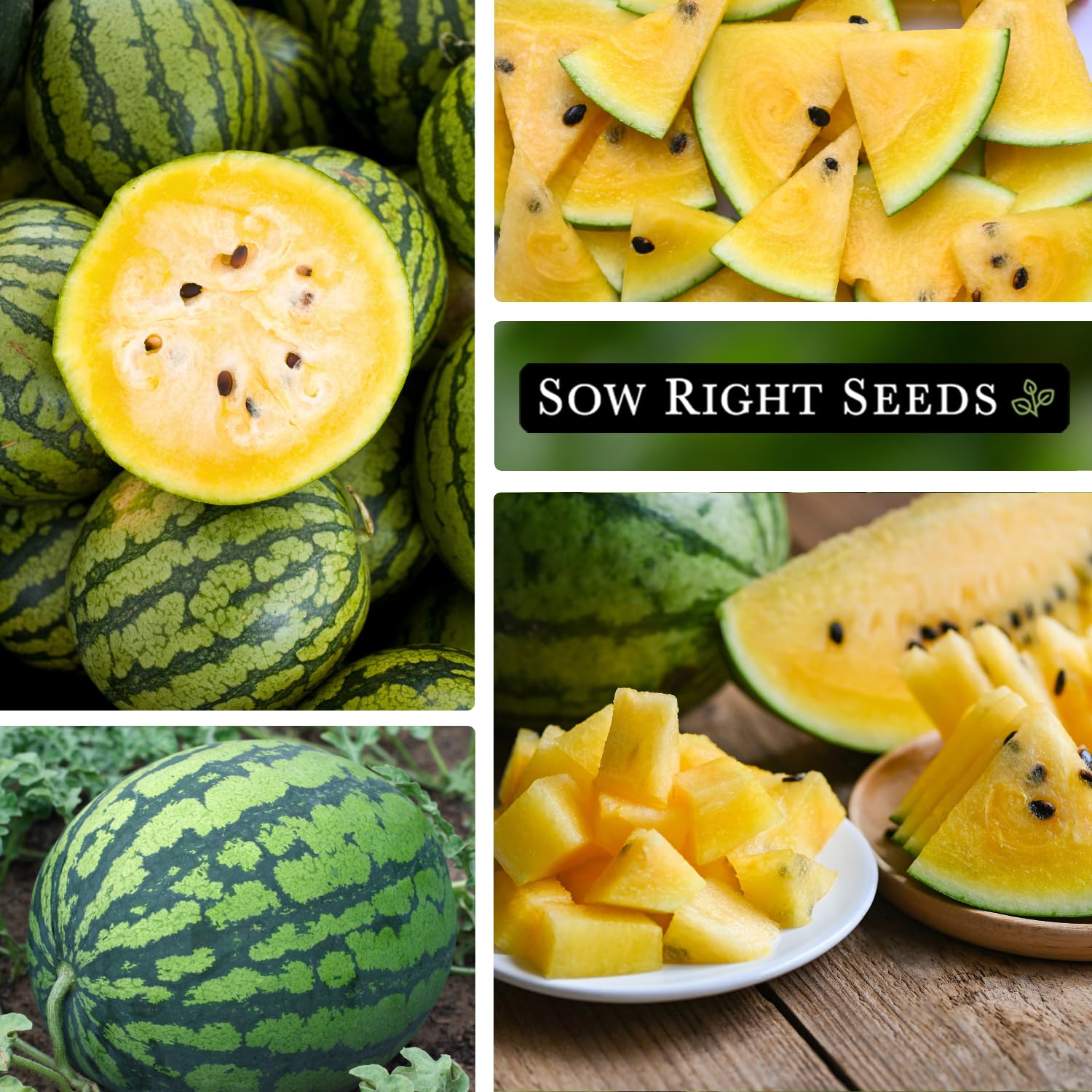 Sow Right Seeds harvested yellow Crimson Sweet melons showing large fruit for impressive harvest.