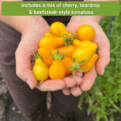 Sow Right Seeds Yellow Pear tomato seed for teardrop-shaped snackable fruit