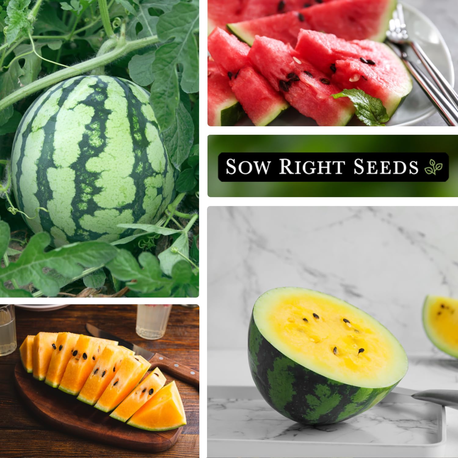 Sow Right Seeds Yellow Petite watermelon seeds in bright color harvests