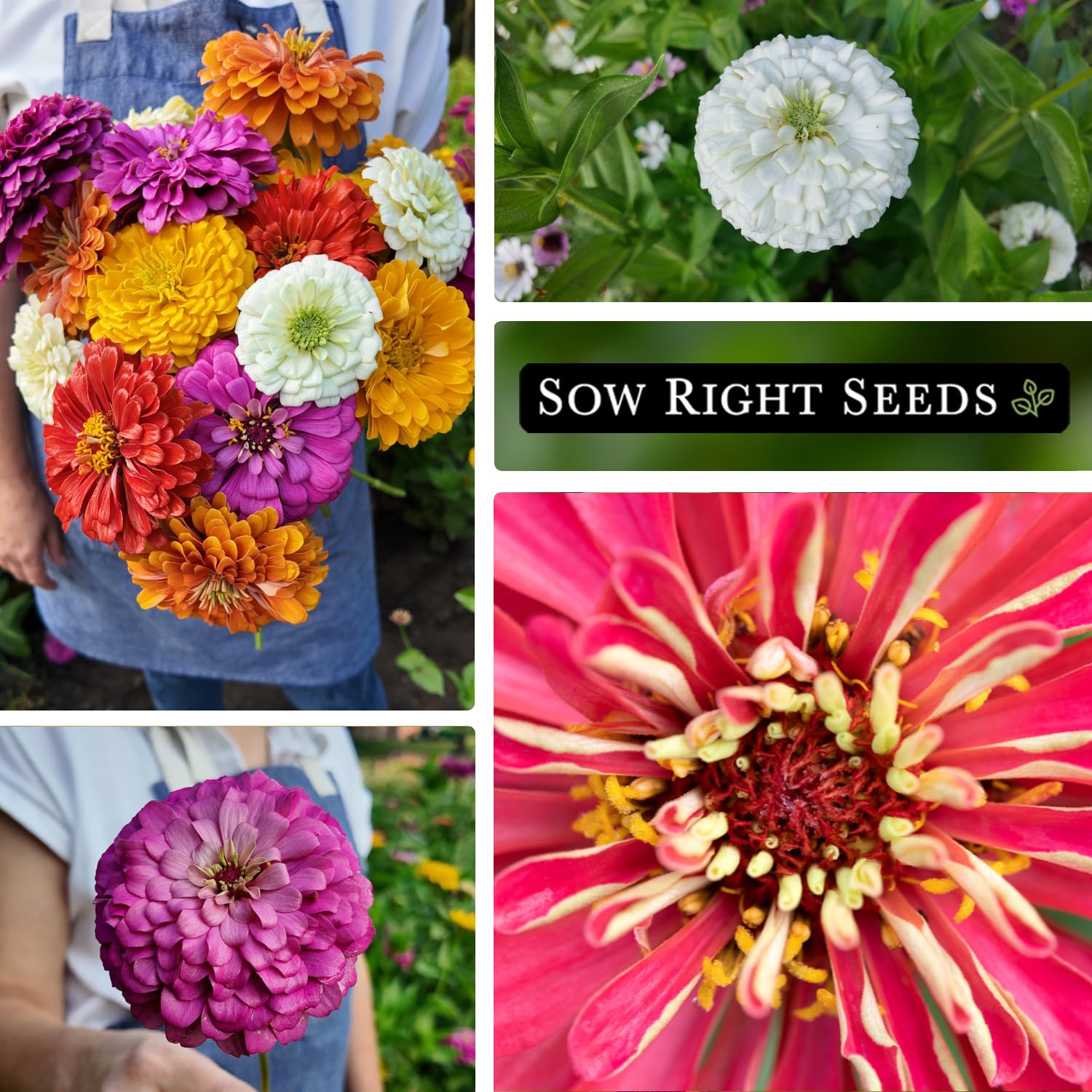 Sow Right Seeds tall zinnia plants reach 3-4 feet with bold 5-6 inch blooms.