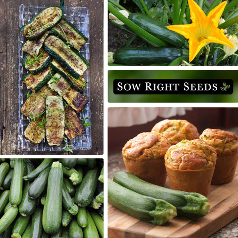 Container-grown zucchini from Sow Right Seeds for small-space beds