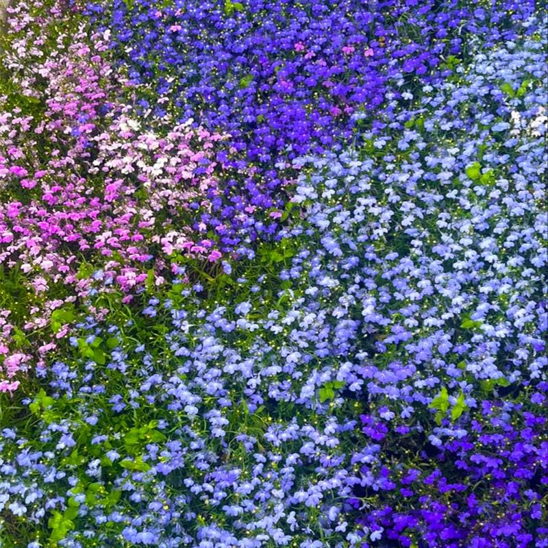Indoor sowing of 5200+ Perennial Mixed Lobelia Seeds starts color early.