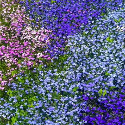 Indoor sowing of 5200+ Perennial Mixed Lobelia Seeds starts color early.