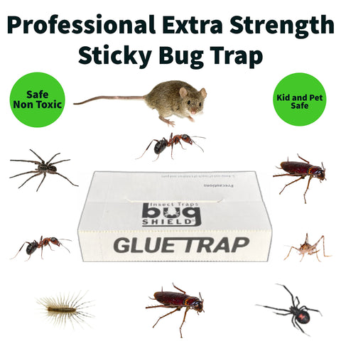 SOYLITE CANDLES Bug Shield glue trap in kitchen helps manage pantry pests.