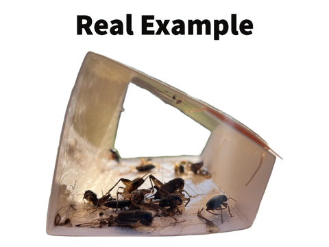 SOYLITE CANDLES Bug Shield glue boards provide non-toxic pest control options.