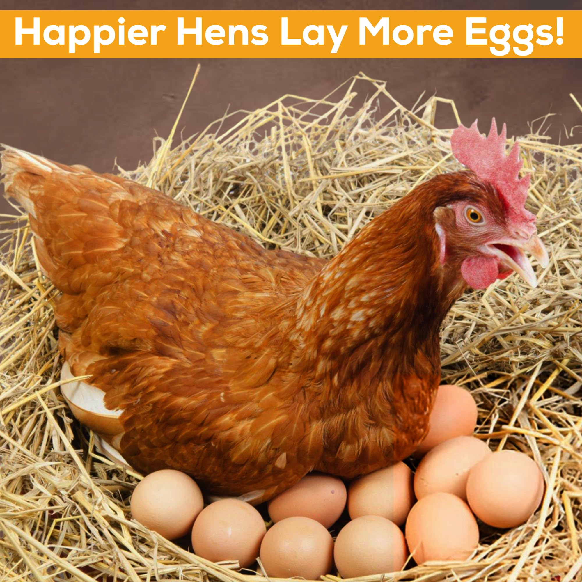 Spanielbuns natural hygiene dust improves flock well-being without harsh chemicals.