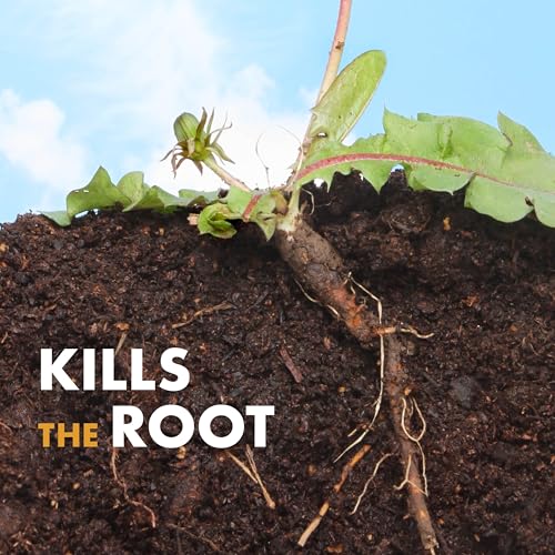 Spectracide Weed Stop kills weed roots to curb regrowth.