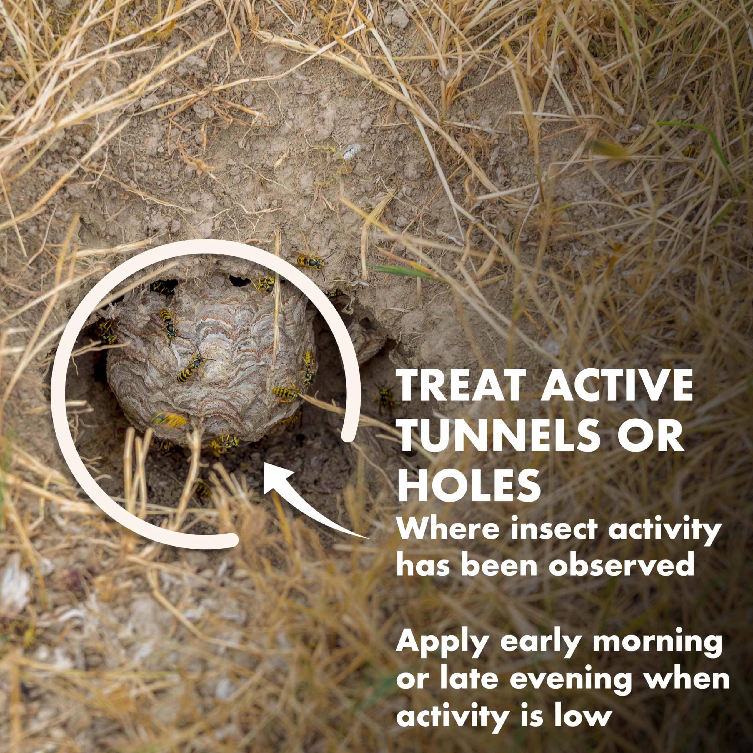 Plug the entrance hole after 48 hours to help prevent reinfestation.