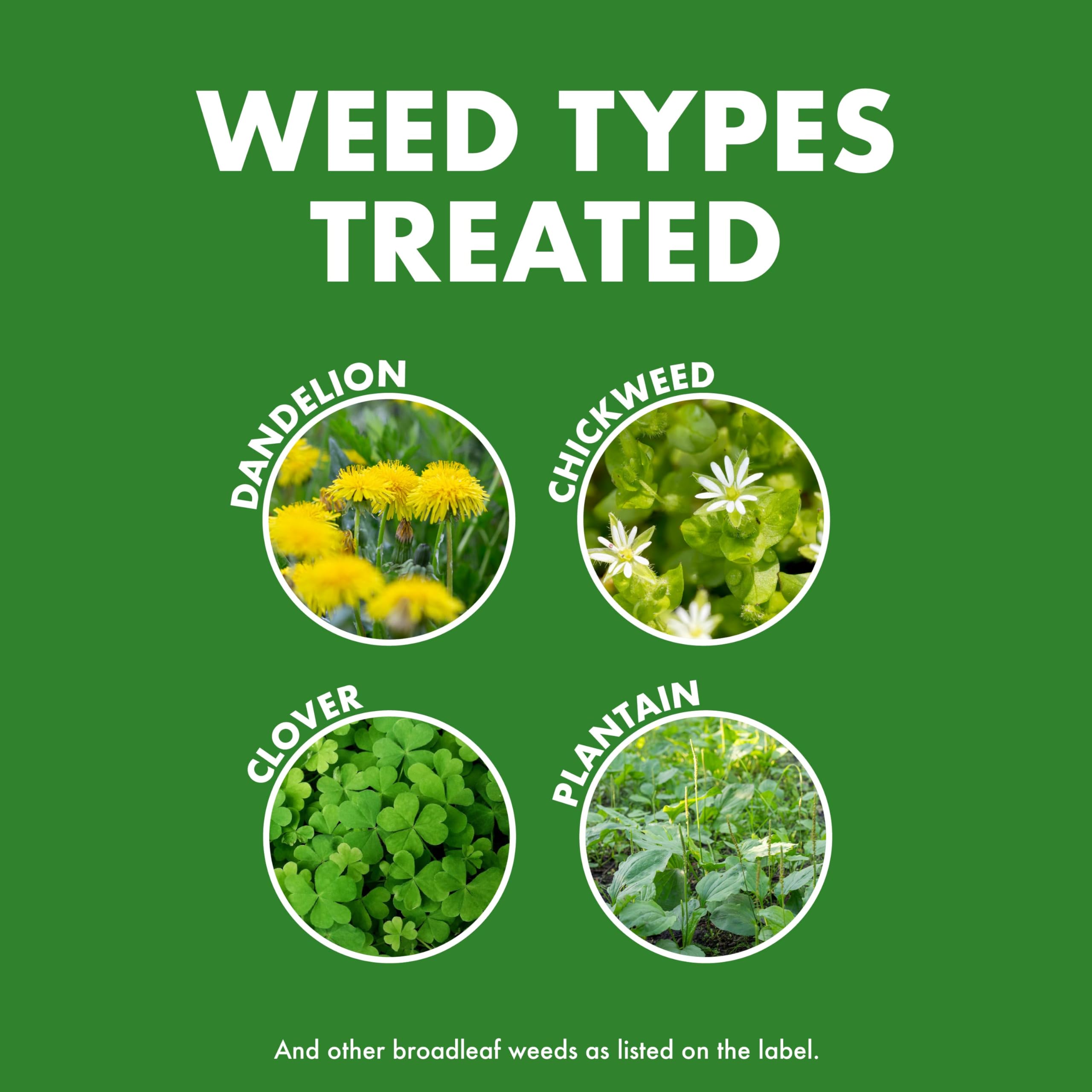 Dandelion being targeted by Spectracide Weed & Feed 20-0-0 for weed relief.
