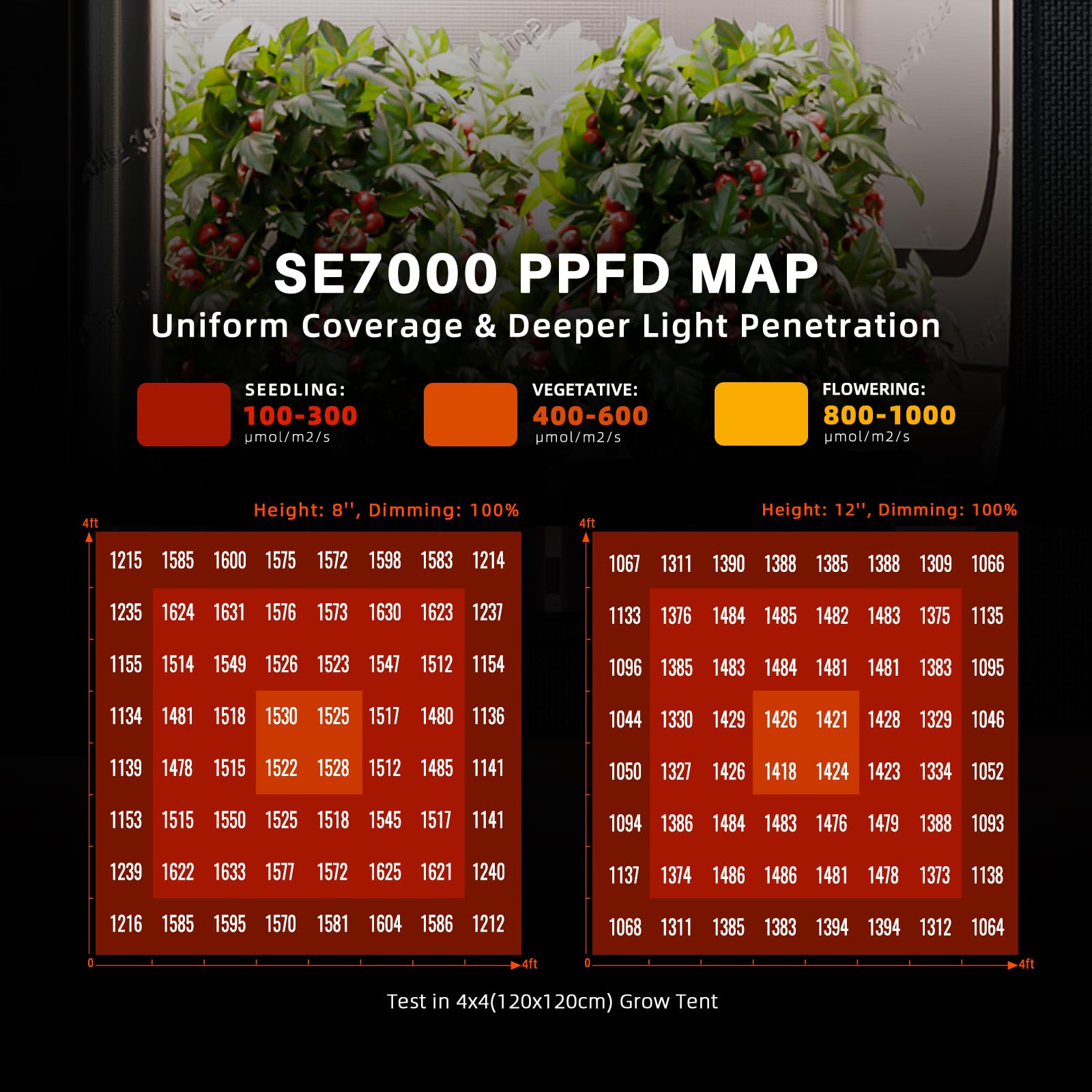 Spider Farmer SE7000 edge-to-edge coverage in a 5x5 ft canopy setup.