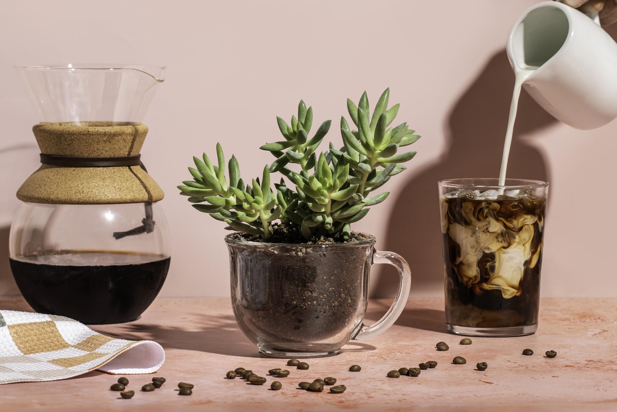 Spike & Bloom 4 qt pack ensures consistent succulent soil performance.