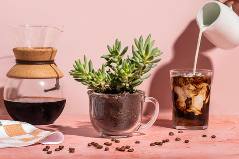 Spike & Bloom 4 qt pack ensures consistent succulent soil performance.