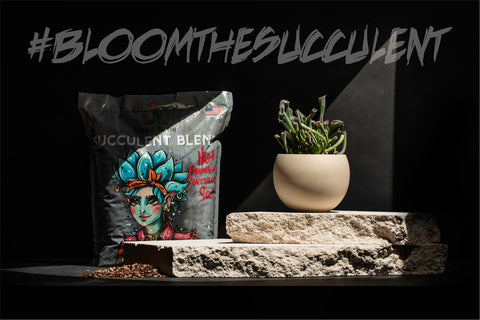 Spike & Bloom coffee compost succulent soil highlights nutrient-rich blend benefiting plant vitality.
