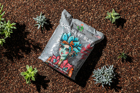 Spike & Bloom gritty-texture succulent soil aids aeration and drainage in containers.