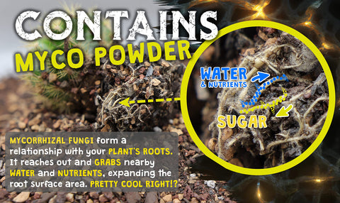 Spike & Bloom mycorrhizal fungi powder aids nutrient uptake.