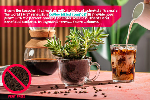 Spike & Bloom slightly acidic succulent soil supports steady growth in potted succulents.