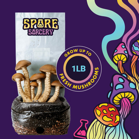 Spore Sorcery grow bag showing the 0.5 micron filter patch for airflow