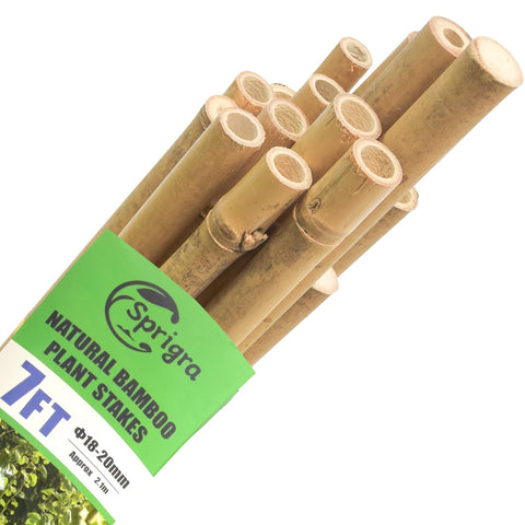 Sprigra 7ft bamboo stakes pack of 15 provides sturdy tomato support for a healthy harvest.