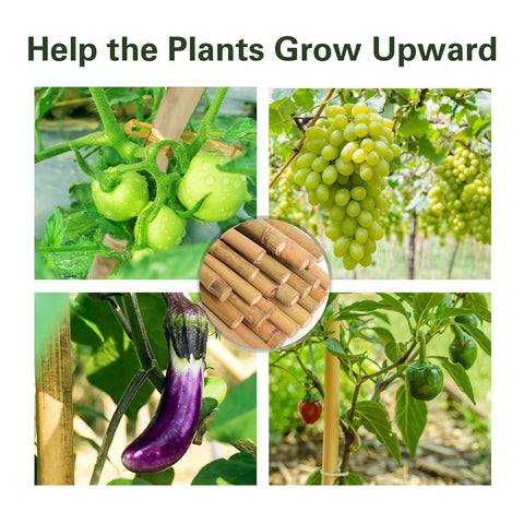 Sprigra 7ft tomato and pepper support stake helping plants stay upright and productive.