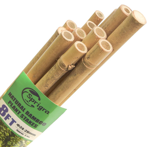 Sprigra bamboo stakes 8ft tomato support ideal for guiding climbing tomatoes.