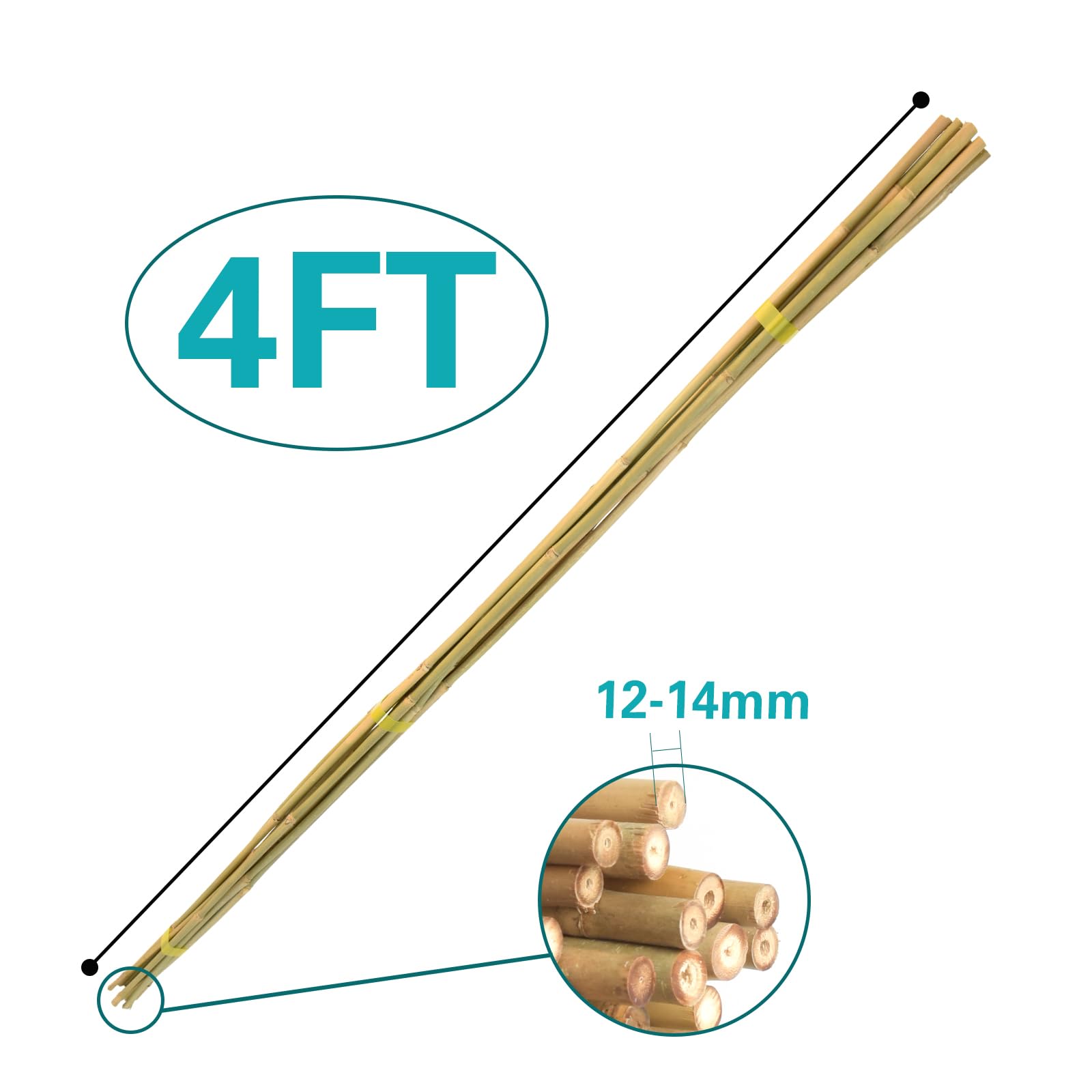 Sprigra bean bamboo stake supports climbing beans for tidy beds
