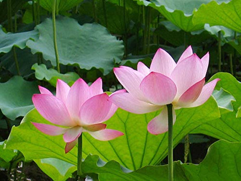 SpringSmart lotus gift pack for families friends and kids.