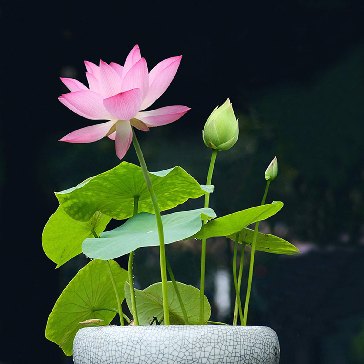 SpringSmart lotus seed pack for home planting with mixed pink and red blooms.