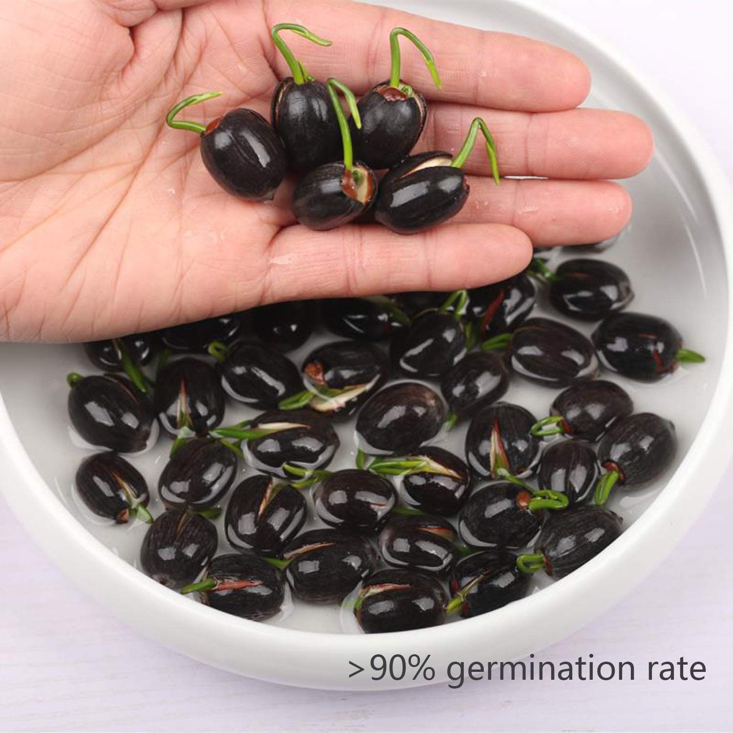 SpringSmart lotus seed sprout shows quick germination in warm conditions.