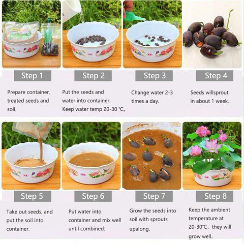 SpringSmart lotus seeds edible and decorative options.