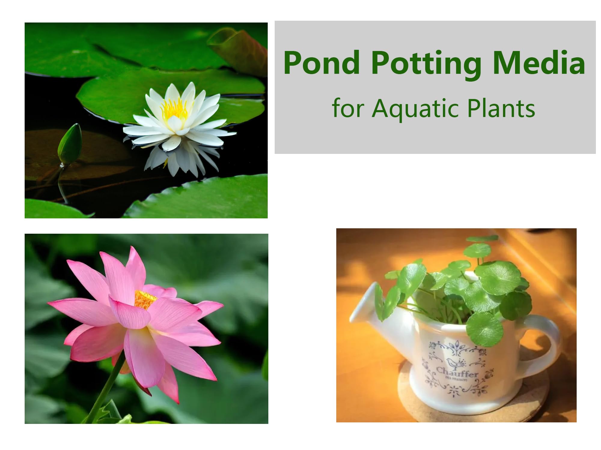 SpringSmart organic aquatic soil designed to enrich water lilies and pond plants.