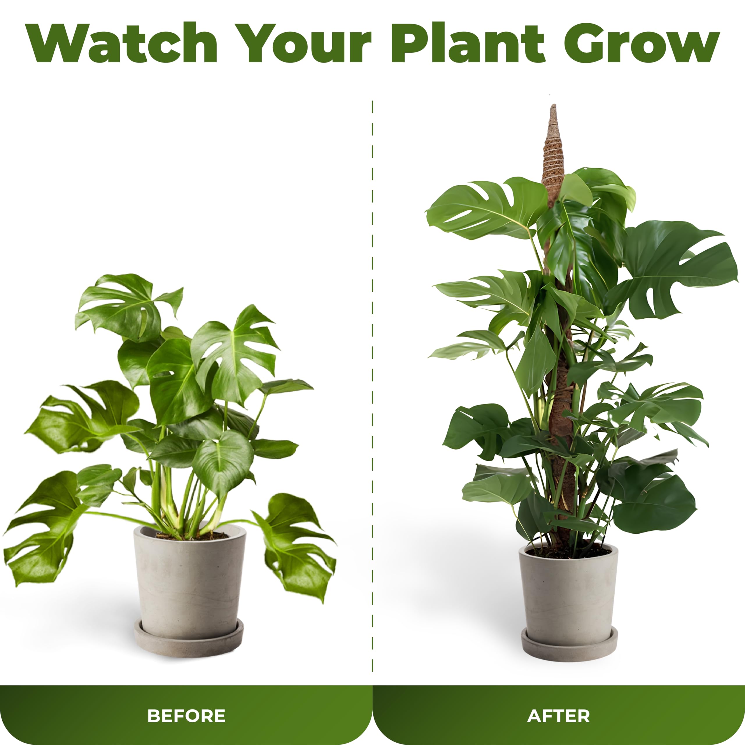 Sproot climbing plants display elevated with a stable trellis indoors.