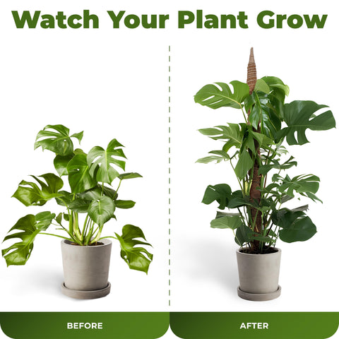 Sproot climbing plants display elevated with a stable trellis indoors.