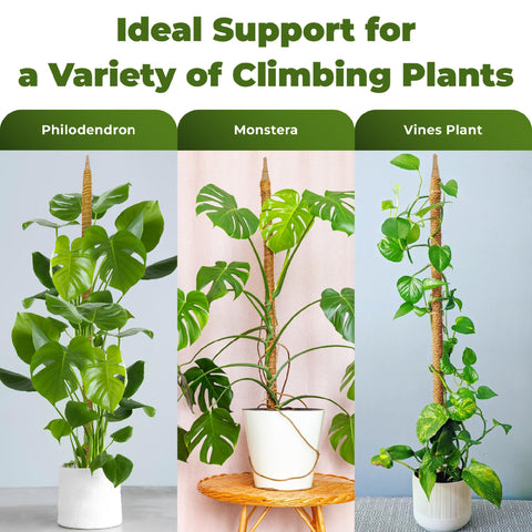 Sproot coco coir moss pole supports climbers with breathable surface