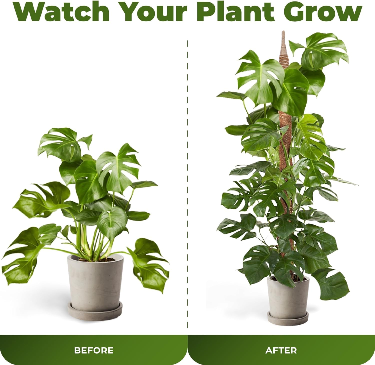 Sproot easy-install moss pole makes setup quick and stable
