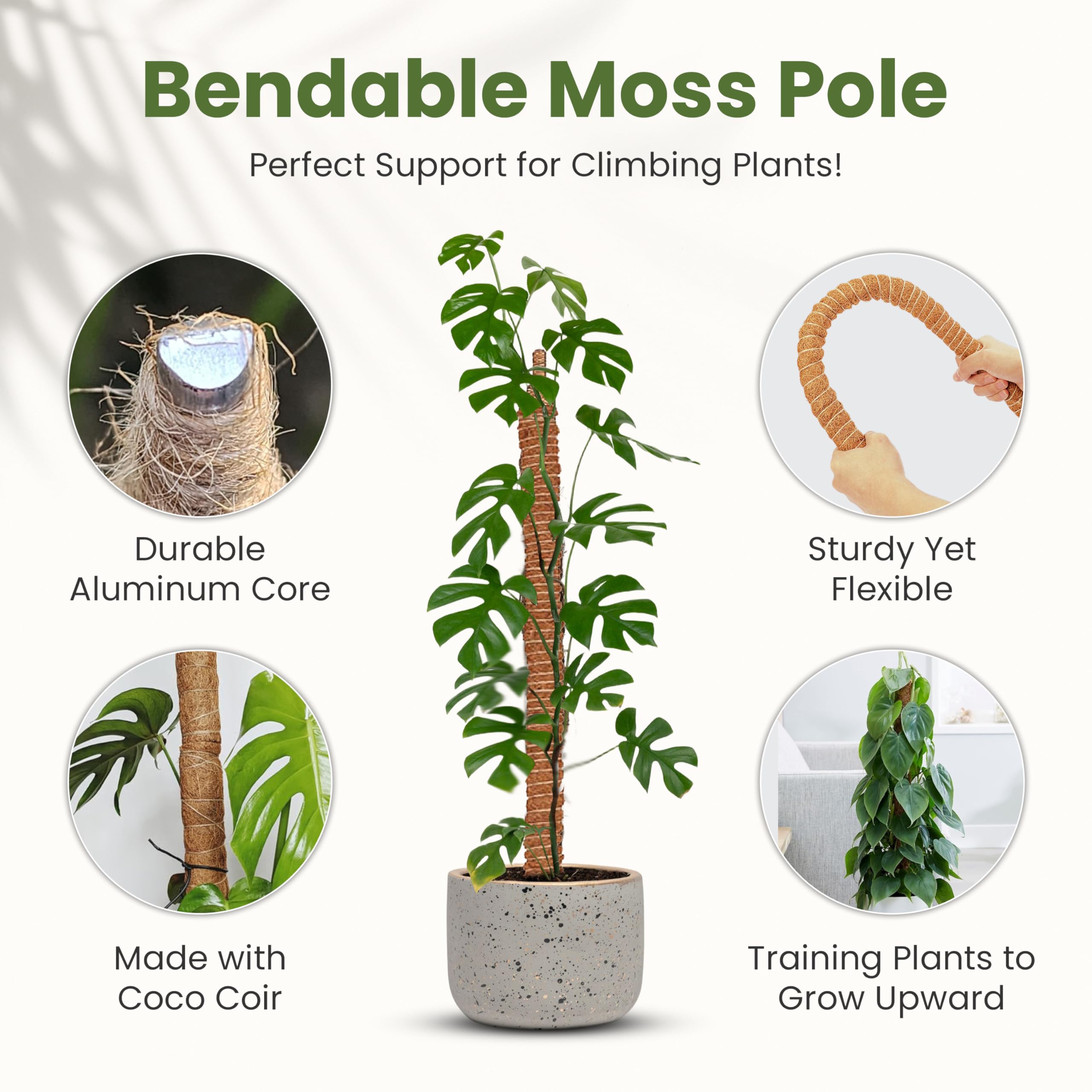 Sproot moss pole with coco coir wrap promoting natural cling and healthy root moisture