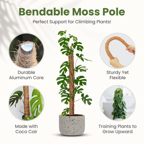 Sproot moss pole with coco coir wrap promoting natural cling and healthy root moisture