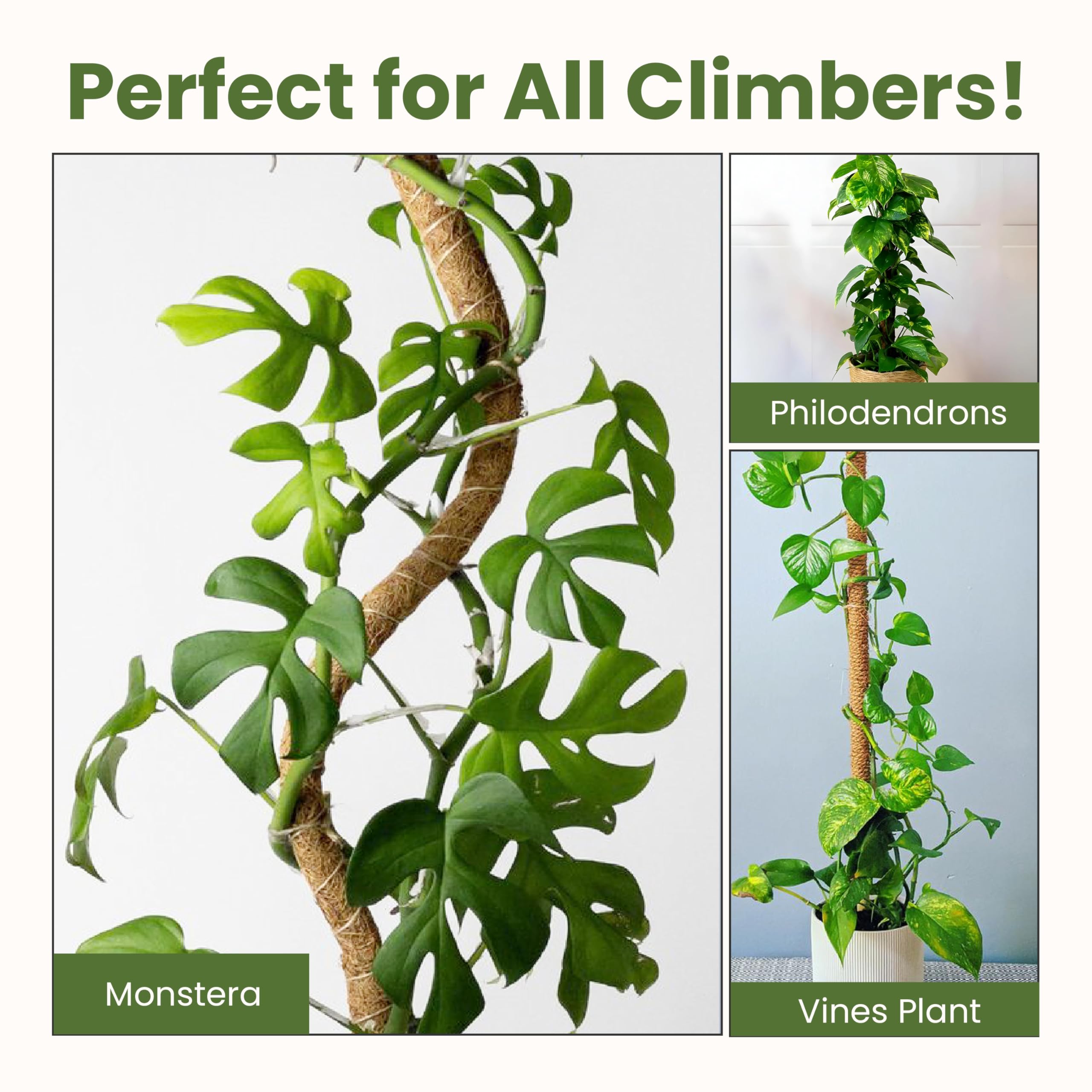 Sproot philodendron growth guide demonstrating upright growth with a secure frame