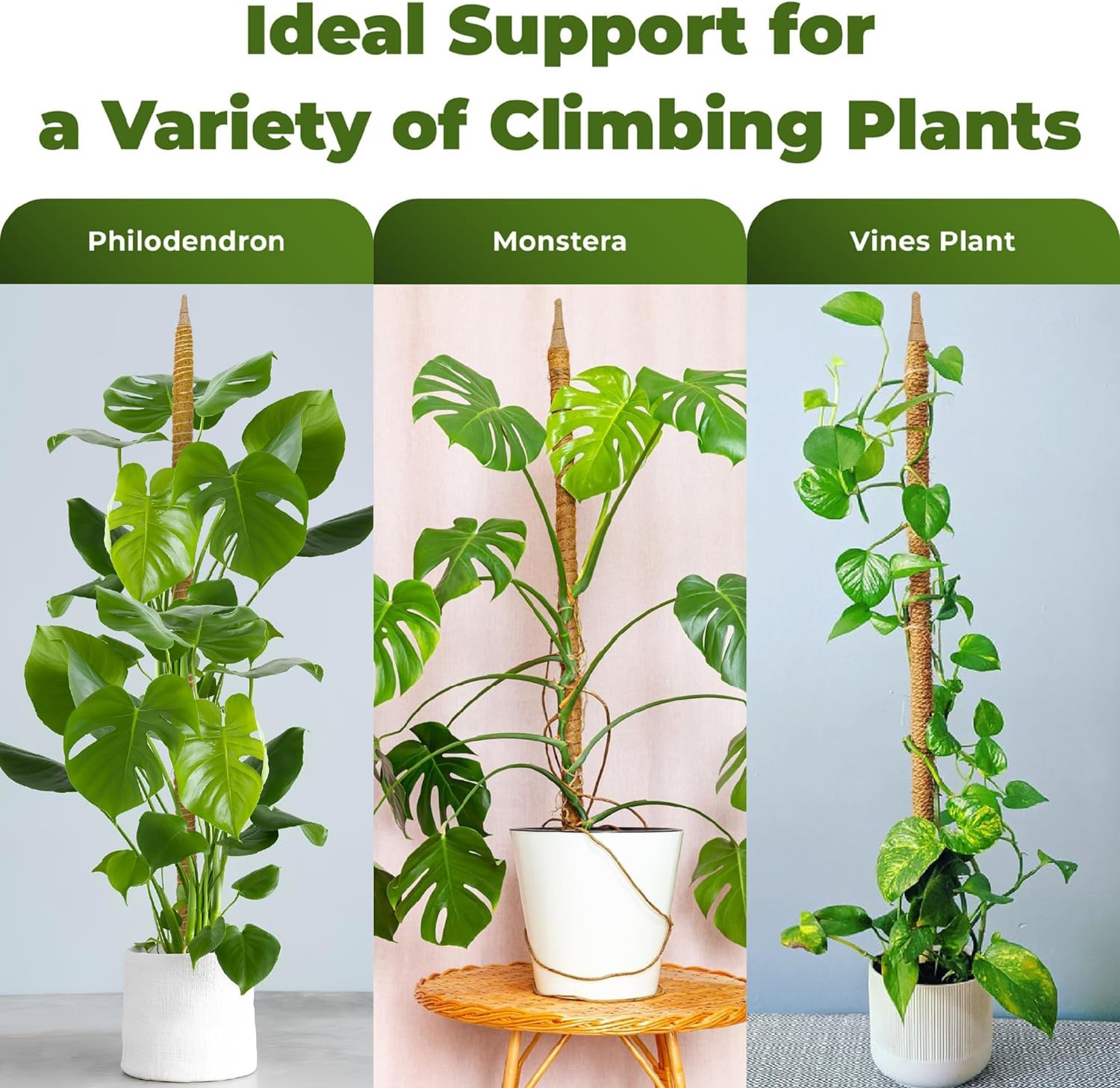 Sproot vertical display for climbing houseplants in a bright corner