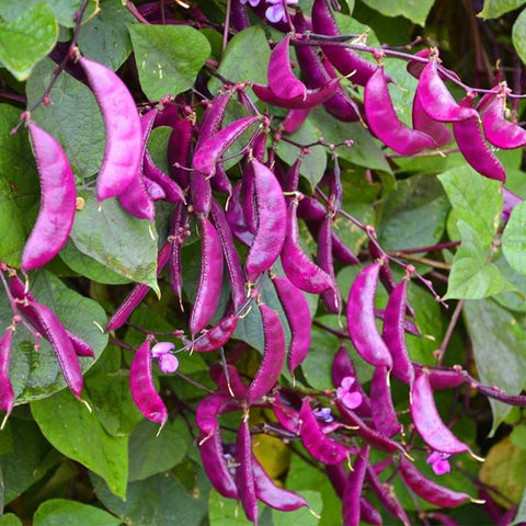 SPROUTARAQ akhana fujimame pods, purple and ready for harvest