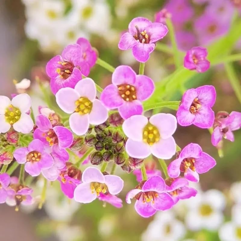 SPROUTARAQ Rosie O'Day alyssum on a sunny border attracts attention.