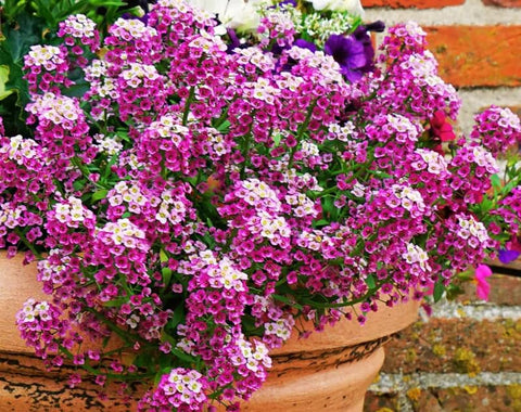 SPROUTARAQ pink alyssum mass blooms brighten a garden bed.