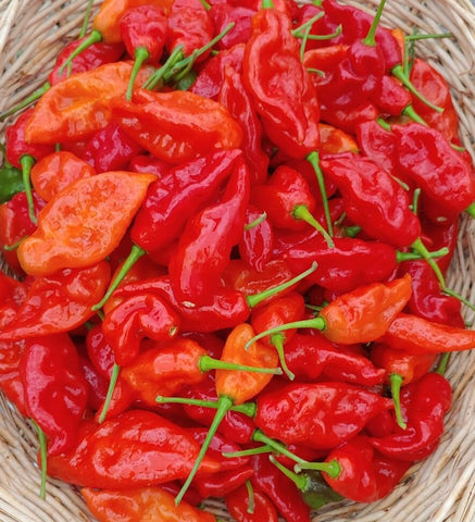 Ghost pepper fruits 2–3 inches long, ripe red, ideal for fresh use or drying.