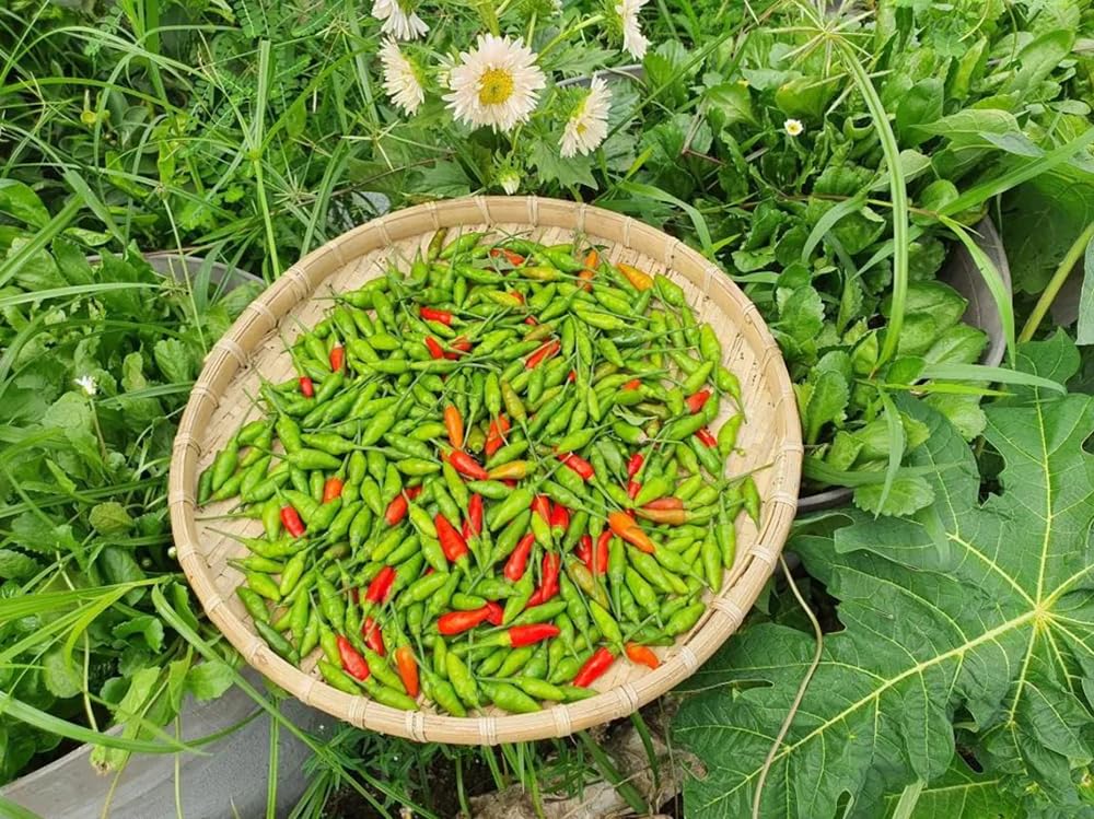 Sproutaraq Birdseye dried powder jar preserves long-term flavor for spice blends.