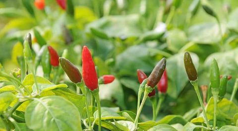 Sproutaraq Birdseye chili plant seedling thriving in sunlit container.