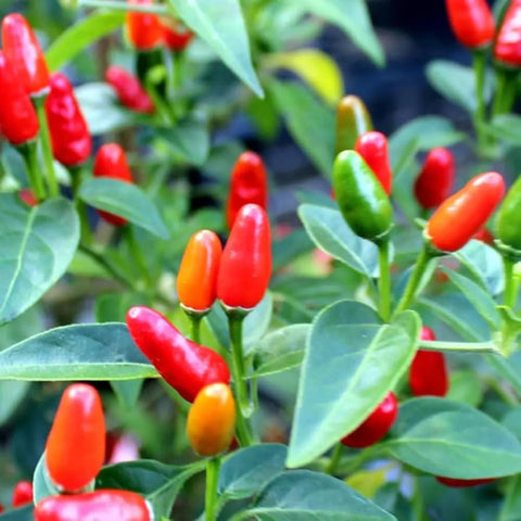 Sproutaraq Birdseye chili seeds pack highlights heat potential for spicy cooking.
