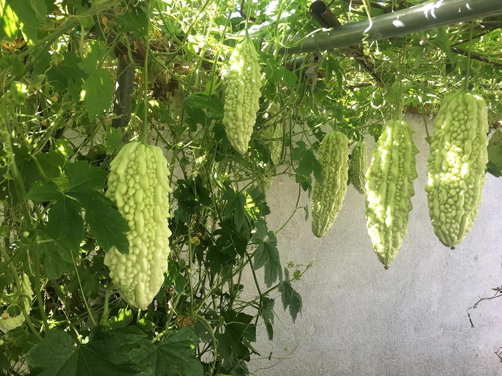 SPROUTARAQ bitter gourd vine on a trellis for vertical gardening