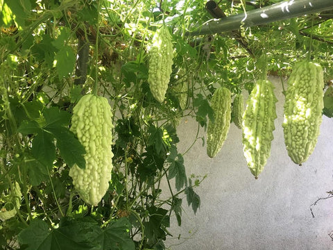 SPROUTARAQ bitter gourd vine on a trellis for vertical gardening